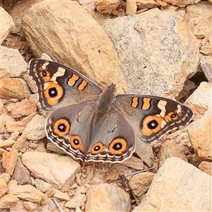 Junonia villida at Gundaroo, NSW - 11 Nov 2024