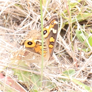 Junonia villida at Gundaroo, NSW - 11 Nov 2024 12:43 PM