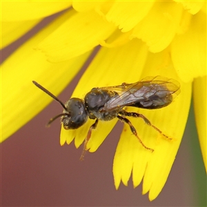 Lasioglossum (Homalictus) sphecodoides at Gundaroo, NSW - 11 Nov 2024