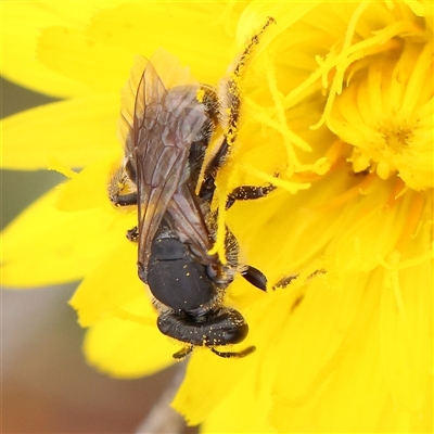 Lasioglossum (Chilalictus) lanarium at Gundaroo, NSW - 11 Nov 2024 by ConBoekel