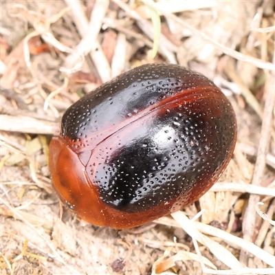 Dicranosterna immaculata (Acacia leaf beetle) at Gundaroo, NSW - 11 Nov 2024 by ConBoekel