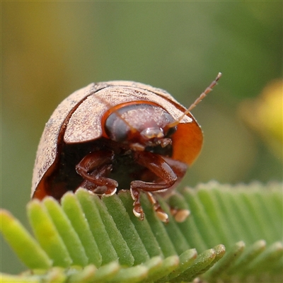 Paropsini sp. (tribe) (Unidentified paropsine leaf beetle) at Gundaroo, NSW - 11 Nov 2024 by ConBoekel