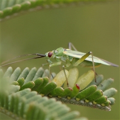 Miridae (family) (Unidentified plant bug) at Gundaroo, NSW - 11 Nov 2024 by ConBoekel