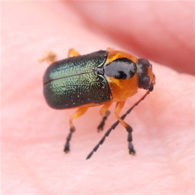 Aporocera (Aporocera) consors (A leaf beetle) at Gundaroo, NSW - 11 Nov 2024 by ConBoekel