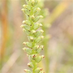 Microtis parviflora at Gundaroo, NSW - 11 Nov 2024