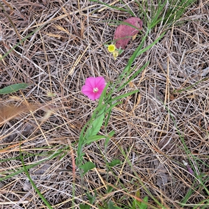 Convolvulus angustissimus subsp. angustissimus at Watson, ACT - 11 Nov 2024