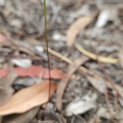 Caleana minor (Small Duck Orchid) at Bruce, ACT - 11 Nov 2024 by BethanyDunne