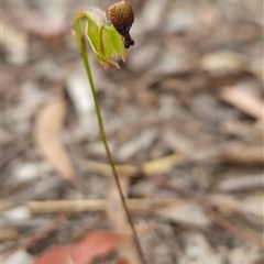 Caleana minor at Bruce, ACT - suppressed