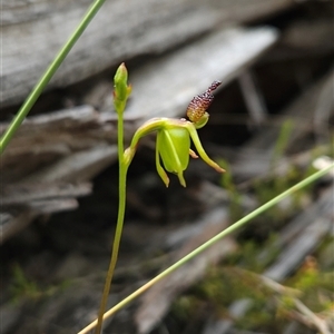 Caleana minor at Aranda, ACT - suppressed