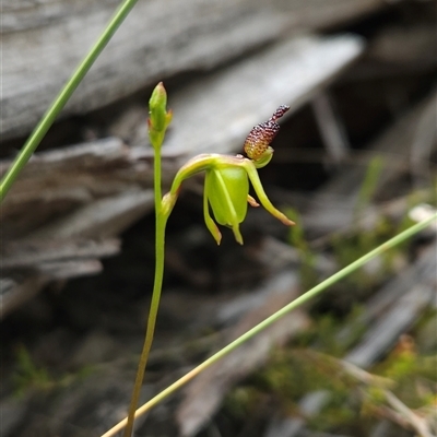 Caleana minor (Small Duck Orchid) at Aranda, ACT - 11 Nov 2024 by BethanyDunne