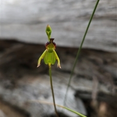 Caleana minor at Aranda, ACT - suppressed