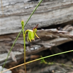 Caleana minor at Aranda, ACT - suppressed