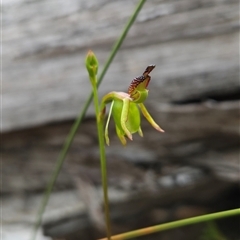 Caleana minor at Aranda, ACT - suppressed