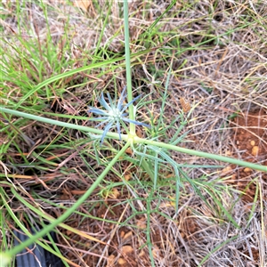 Eryngium ovinum at Watson, ACT - 11 Nov 2024 12:10 PM