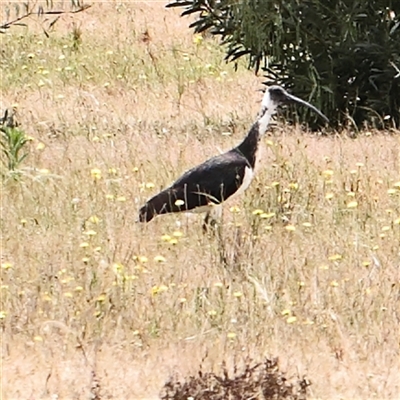 Threskiornis spinicollis (Straw-necked Ibis) at Gundaroo, NSW - 11 Nov 2024 by ConBoekel