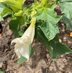 Datura stramonium (Common Thornapple) at Belconnen, ACT - 11 Nov 2024 by JohnGiacon