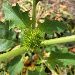 Datura stramonium at Belconnen, ACT - 11 Nov 2024