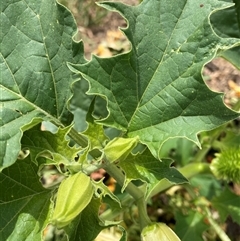 Datura stramonium at Belconnen, ACT - 11 Nov 2024