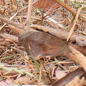 Heteronympha merope at Gundaroo, NSW - 11 Nov 2024