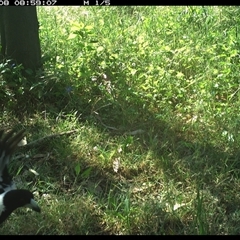 Cracticus nigrogularis (Pied Butcherbird) at Tyndale, NSW - 7 Nov 2024 by Topwood