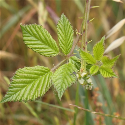 Rubus fruticosus species aggregate (Blackberry) at Gundaroo, NSW - 11 Nov 2024 by ConBoekel