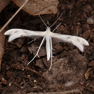 Wheeleria spilodactylus at Gundaroo, NSW - 11 Nov 2024