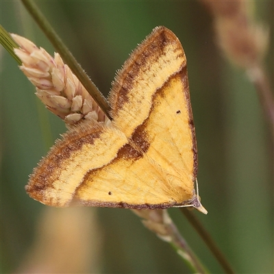 Anachloris subochraria (Golden Grass Carpet (Ennominae)) at Gundaroo, NSW - 11 Nov 2024 by ConBoekel