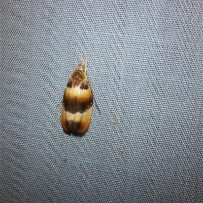 Piloprepes anassa (A Concealer moth (Wingia group)) at Goulburn, NSW - 9 Nov 2024 by glbn1