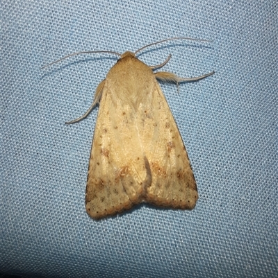 Helicoverpa (genus) (A bollworm) at Goulburn, NSW - 9 Nov 2024 by glbn1