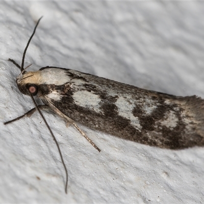 Eusemocosma pruinosa (Philobota Group Concealer Moth) at Melba, ACT - 6 Nov 2024 by kasiaaus