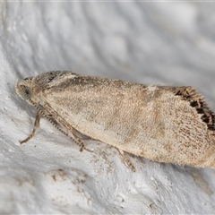 Eupselia melanostrepta (A Twig moth) at Melba, ACT - 6 Nov 2024 by kasiaaus