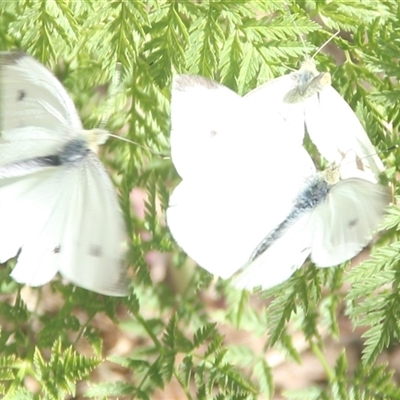 Pieris rapae (Cabbage White) at Cooma, NSW - 11 Nov 2024 by mahargiani