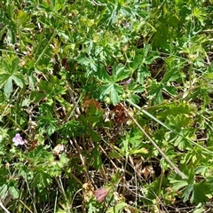 Geranium sp. (Geranium) at Cooma, NSW - 11 Nov 2024 by mahargiani