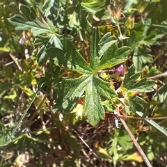 Geranium sp. at Cooma, NSW - 11 Nov 2024