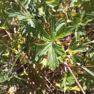 Geranium sp. at Cooma, NSW - 11 Nov 2024