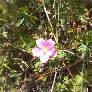 Geranium sp. at Cooma, NSW - 11 Nov 2024