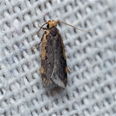 Hoplostega ochroma (a Eulechria Group moth) at Harrison, ACT - 27 Oct 2024 by DPRees125