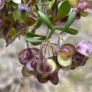 Dodonaea viscosa subsp. angustissima at Aranda, ACT - 11 Nov 2024 03:50 PM