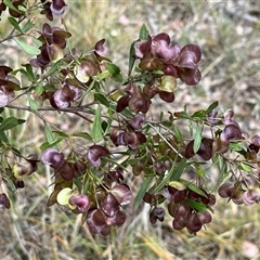 Dodonaea viscosa subsp. angustissima at Aranda, ACT - 11 Nov 2024 03:50 PM