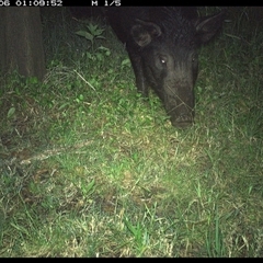 Sus scrofa (Pig (feral)) at Tyndale, NSW - 5 Nov 2024 by Topwood