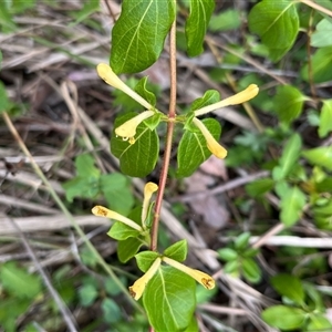 Lonicera japonica at Aranda, ACT - 11 Nov 2024 03:10 PM