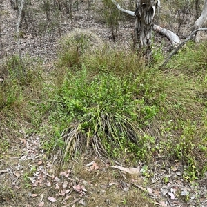 Lonicera japonica at Aranda, ACT - 11 Nov 2024 03:10 PM