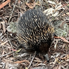 Tachyglossus aculeatus (Short-beaked Echidna) at Aranda, ACT - 11 Nov 2024 by RWPurdie