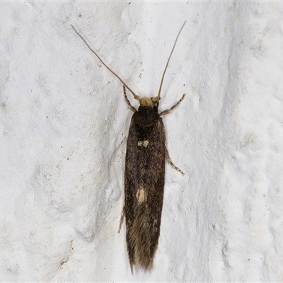 Opogona omoscopa (Detritus Moth) at Melba, ACT - 7 Nov 2024 by kasiaaus