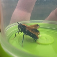 Pelecorhynchus fulvus at Bonner, ACT - 11 Nov 2024 03:22 PM