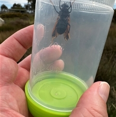 Pelecorhynchus fulvus at Bonner, ACT - 11 Nov 2024 03:22 PM