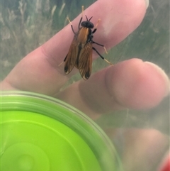 Pelecorhynchus fulvus at Bonner, ACT - 11 Nov 2024 03:22 PM