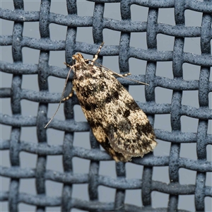 Barea codrella at Harrison, ACT - 5 Nov 2024 09:32 PM