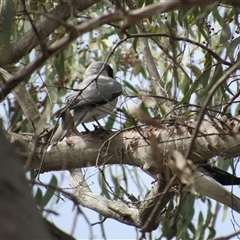 Coracina novaehollandiae (Black-faced Cuckooshrike) at Jerrabomberra, NSW - 10 Nov 2024 by KShort