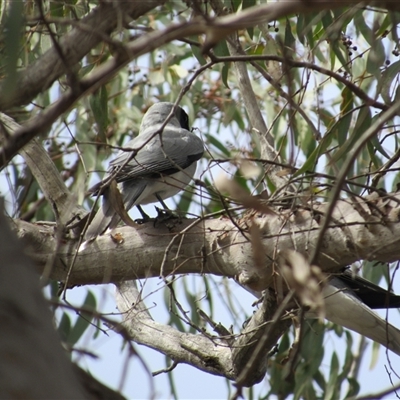 Coracina novaehollandiae (Black-faced Cuckooshrike) at Jerrabomberra, NSW - 10 Nov 2024 by KShort